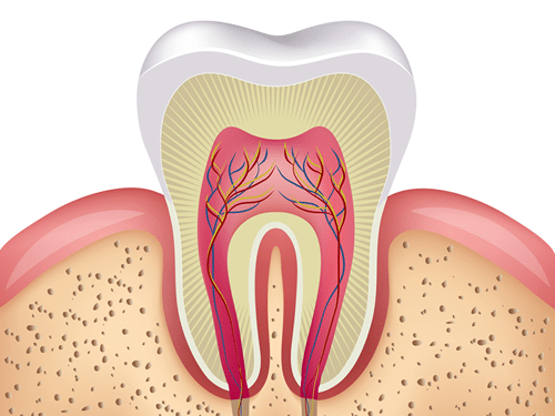 Root Canal Diagram Root Canal Diagram